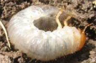 Grub Control