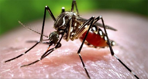 Mosquito Control