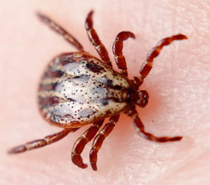 Tick Control